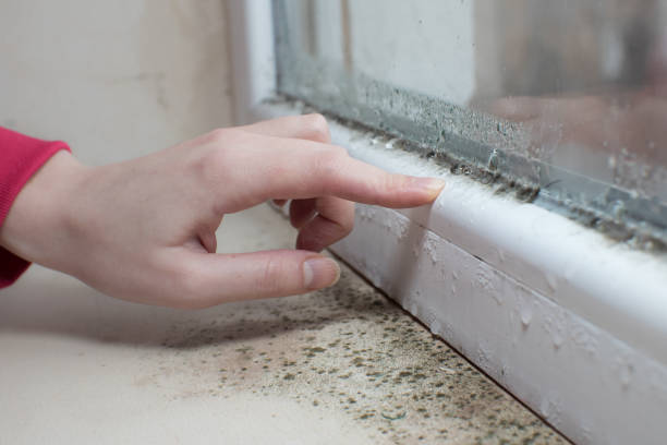 Best Crawl Space Mold Remediation  in Plantsville, CT